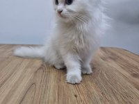 British Longhair Kedisi