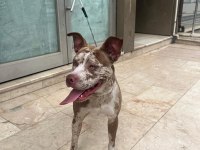 6 aylık merle color köpeğimiz
