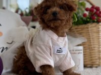 Kore Poodle