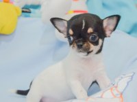 ORJİNAL 2 KG ALTI ANNE BABA GARANTİLİ KÖPEKLER BARDAK BOY