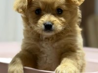 Maltipoo yavru 3 aylik