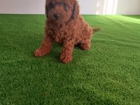Poodle bebeklerimiz yeni ailelerine gitmeye hazırlar