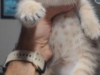 Scottish fold kedimiz
