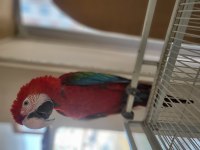 Bebek macaw