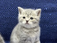 British shorthair ve scottish fold