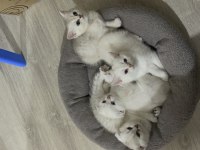 2 dişi ve 2 erkek ballı lokma yavru kediler