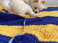 7 aylık erkek pomeranian