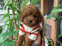 Tuvalet Eğitimli 2 Aylık Poodle Dişi Yavru Yuvasını Arıyor