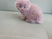Adana erkek scottish fold 1.5 aylık