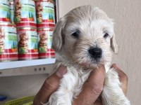 Maltipoo yavrular