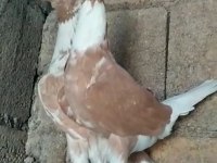 Sarı alaca beyaz kuyruk güvercin