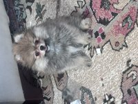 POMERANIAN ERKEK KÖPEĞİMİZ AYI SURAT ERKEK