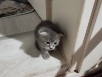 Sahiplendirilecek scottish fold kedisi