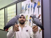 200 KELİME KONUŞAN FULL EĞİTİMLİ JAKO PAPAĞANI