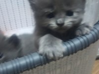 Russian blue kedimiz ev arıyor