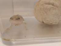 Bebek axolotl sağlıklı ve keyifli