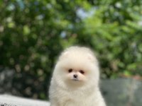 Safkan ayı surat pomeranian tüy yumaklarım yuva arıyor