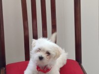 Maltese yavruları