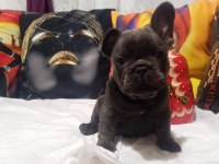 Blue erkek french bulldog bebekler yeni ailelerini arıyor