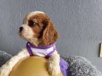 Ev ortamından sağlık ırk garantili cavalier king charles