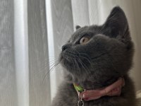 4 aylık dişi çok cana yakın oyuncu scottish fold
