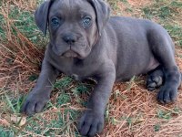 60 günlük A kalite cane corso bebek