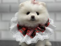 Minik teddy bear teacup pomeranian boo