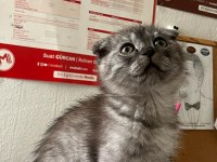 Scottish fold kedimiz için ulaşın