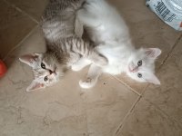 British shorthair yavrular ömürlük yuvalarına gitmeye hazır