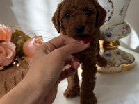 Yavru poodle anti alerjik