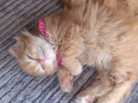ÖZEL IRK SCOTTİSH FOLD LONGHAİR