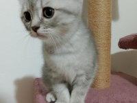 Yavru scottish fold