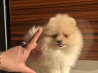 2.5 aylık dişi mini Pomeranian boo