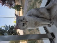 British Shorthair Kedimiz