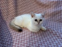 British shorthair kedilerimizi sahiplendiriyoruz