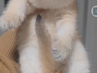 British shorthair kedisi