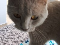 Canım kedim deha
