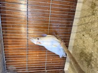 Albino kırmızı göz sultan papağanı