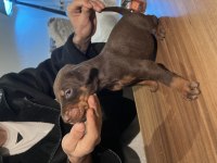 Muhteşem güzellikte Kızıl Doberman Yavruları