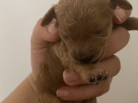 1 Haftalık Poodle Bebekler