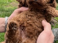 Toy poodle yavrularımız