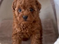 Oyuncak Boy Erkek Dişi Poodle Bebeklerim
