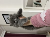 Ev ortamında sağlıklı british longhair oyuncu