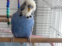 Jumbo genç erkek muhabbet kuşu
