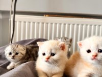 Muhteşem renkte British Shorthair ve Scotish Fold Yavrular