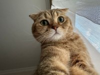 Erkek Scottish Fold