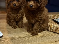 2 Buçuk Aylık Kore Poodle Yavrular