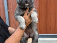 A KALİTE WOLFDOG YAVRULAR