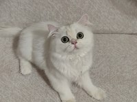 British longhair