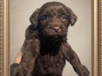 Dünya tatlısı maltipoo yavrular ırk garantili